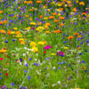 sommerbluetenhonig